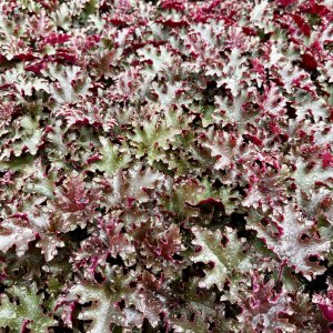 Heuchera hybridná (Heuchera hybrida) ´WORLD CAFFE LUNGO´® výška 10-20 cm, ∅ 20-30 cm, kont. C2L